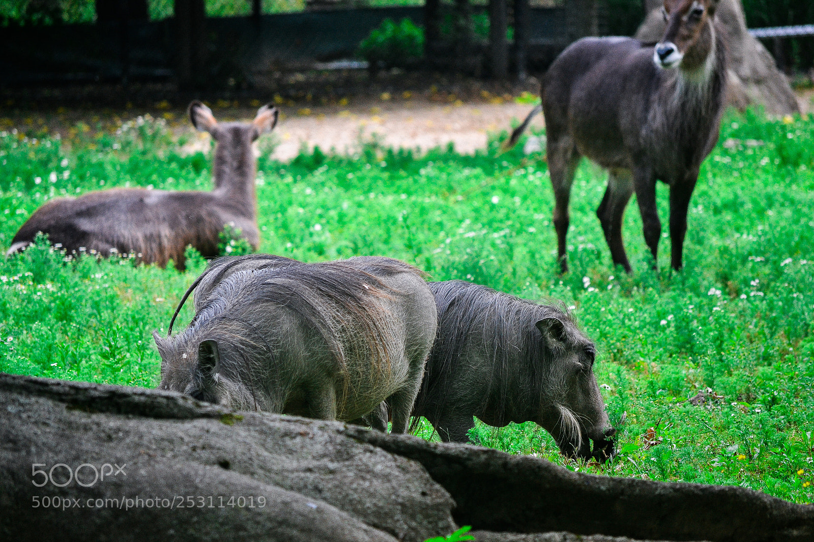 Nikon D3100 sample photo. Boar photography