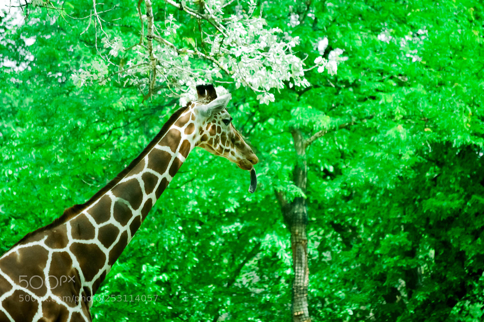 Nikon D3100 sample photo. Sticking tung out photography