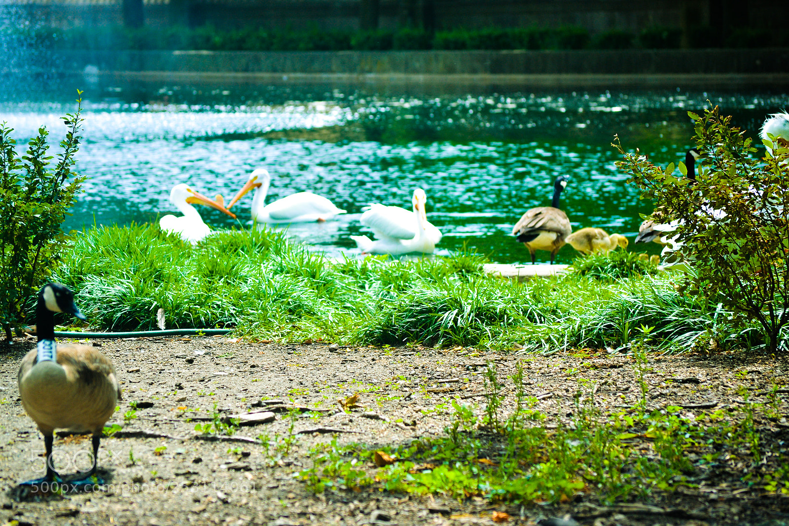 Nikon D3100 sample photo. Ugly duckling photography