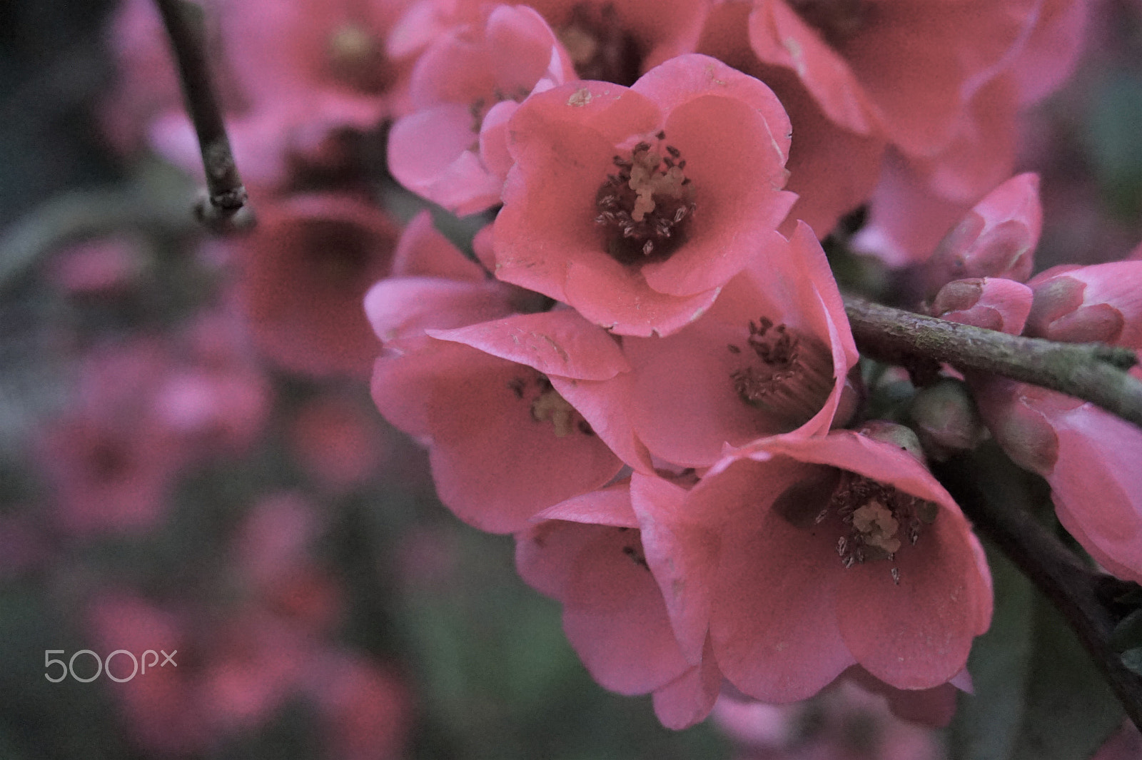 Sony Alpha a5000 (ILCE 5000) + Sony E 18-50mm F4-5.6 sample photo. Pink flowers photography
