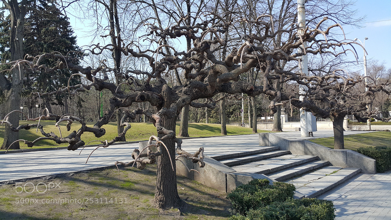 Samsung Galaxy Note4 sample photo. Magic tree photography