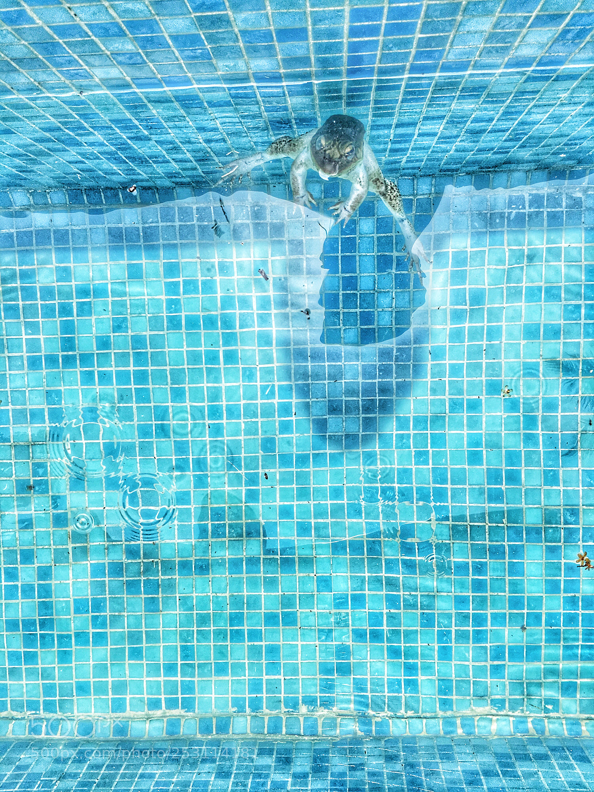 Apple iPhone 6s sample photo. Pool frog photography