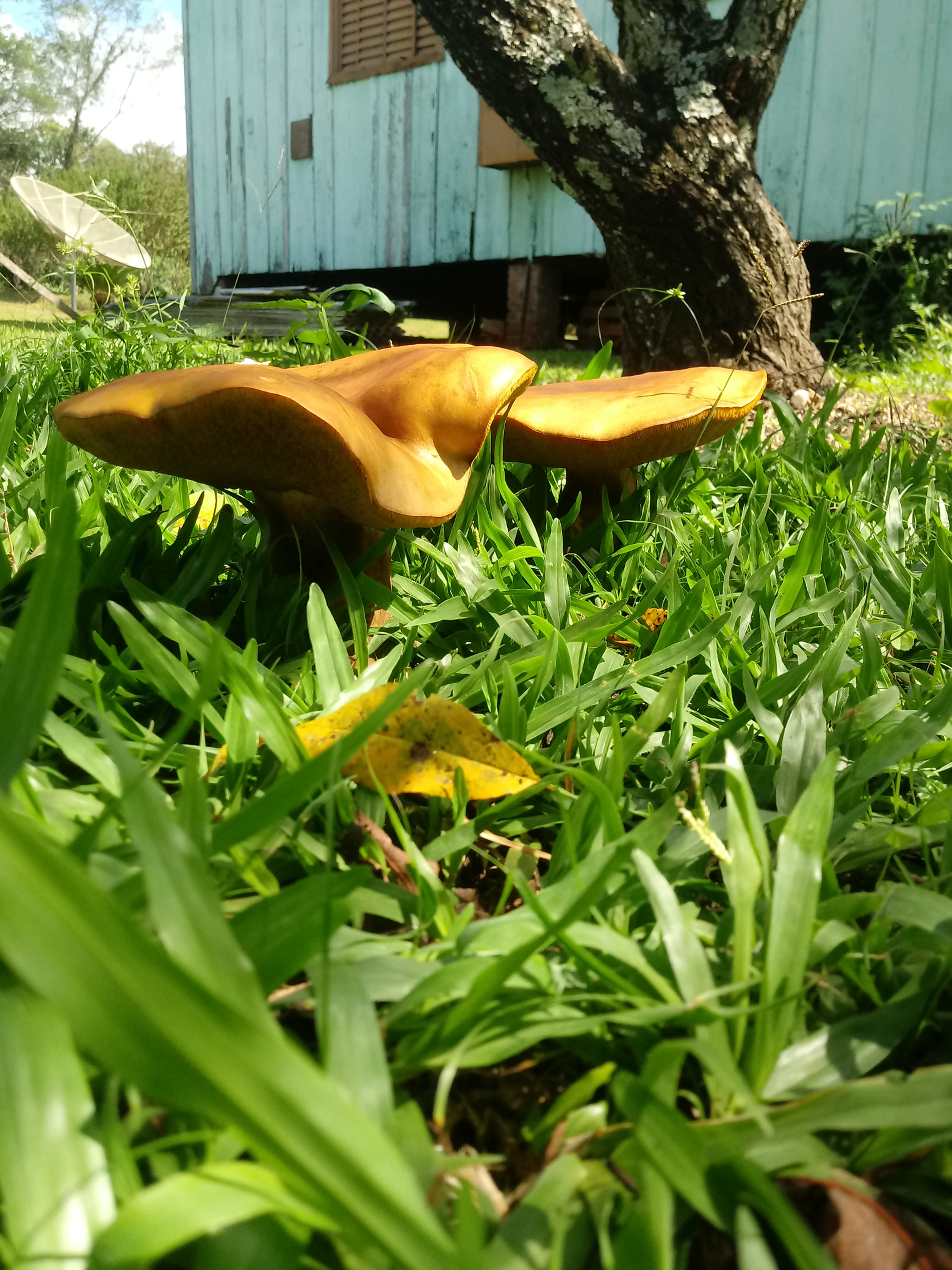 LG K10 (2017) sample photo