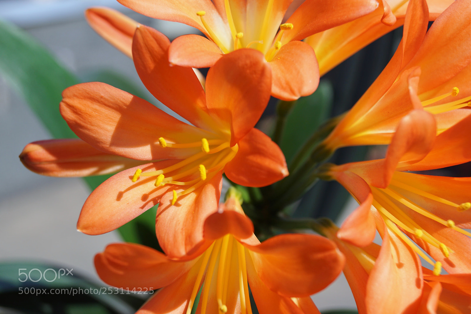 Sony SLT-A68 sample photo. Orange beauty photography