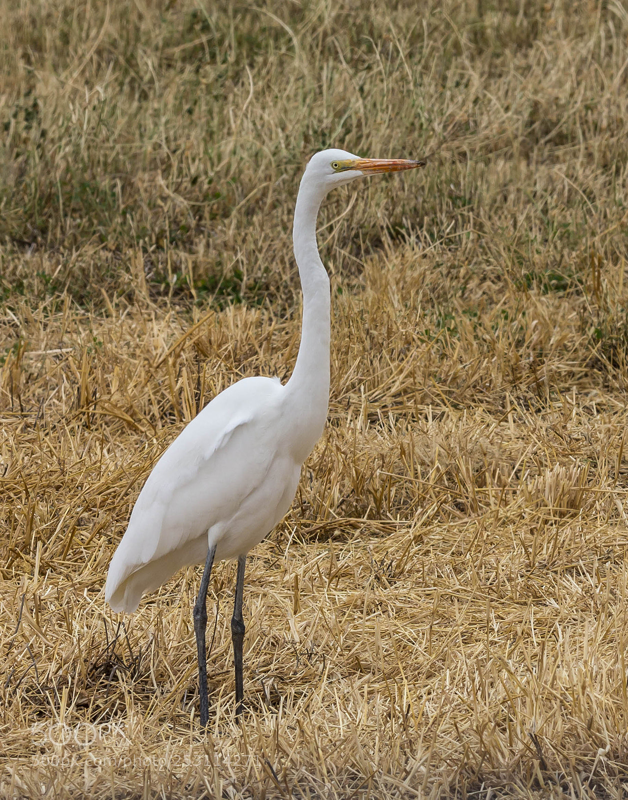 Canon EOS 600D (Rebel EOS T3i / EOS Kiss X5) sample photo. Great egret photography