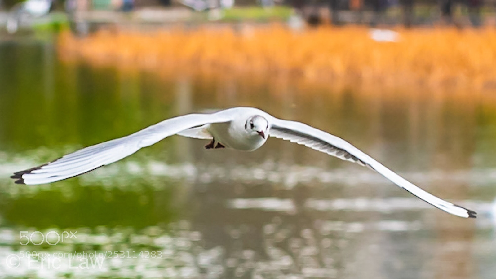 Nikon D850 sample photo. Flying low photography