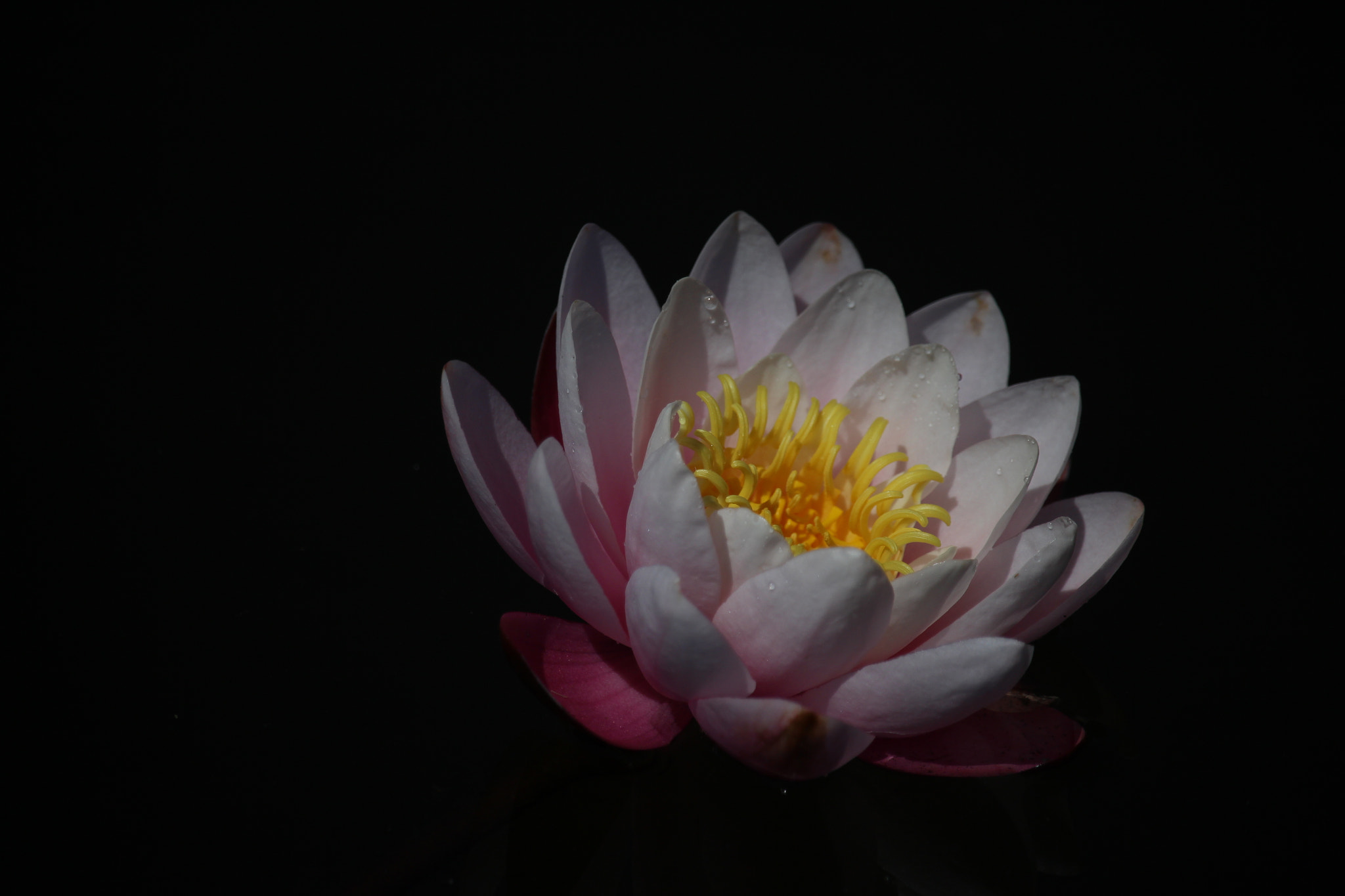 Canon EF-S 55-250mm F4-5.6 IS STM sample photo. Ninfea photography