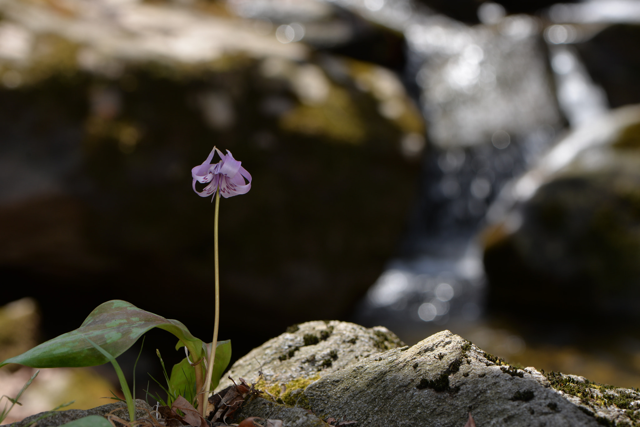Nikon AF-S Micro-Nikkor 105mm F2.8G IF-ED VR sample photo
