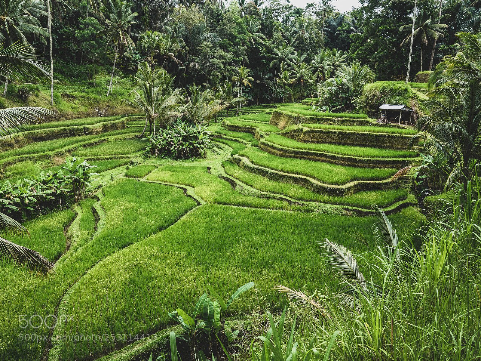 Olympus OM-D E-M5 II sample photo. Tegallalang rice terrace photography