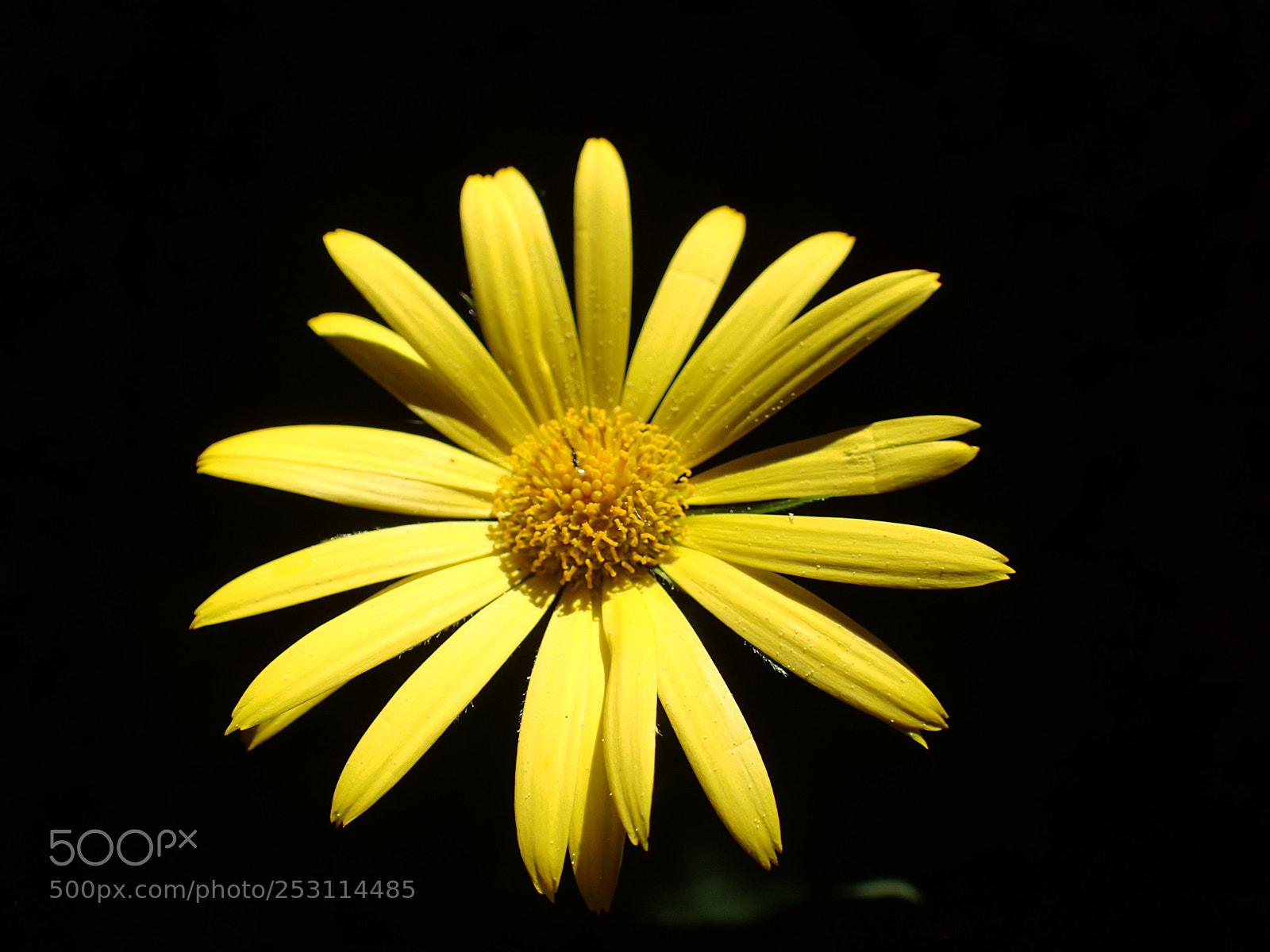 Olympus TG-4 sample photo. Arnica montana photography