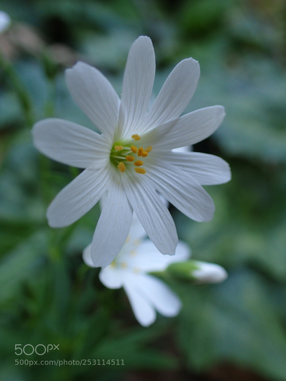 Olympus TG-4 sample photo. White spring mountain flower photography
