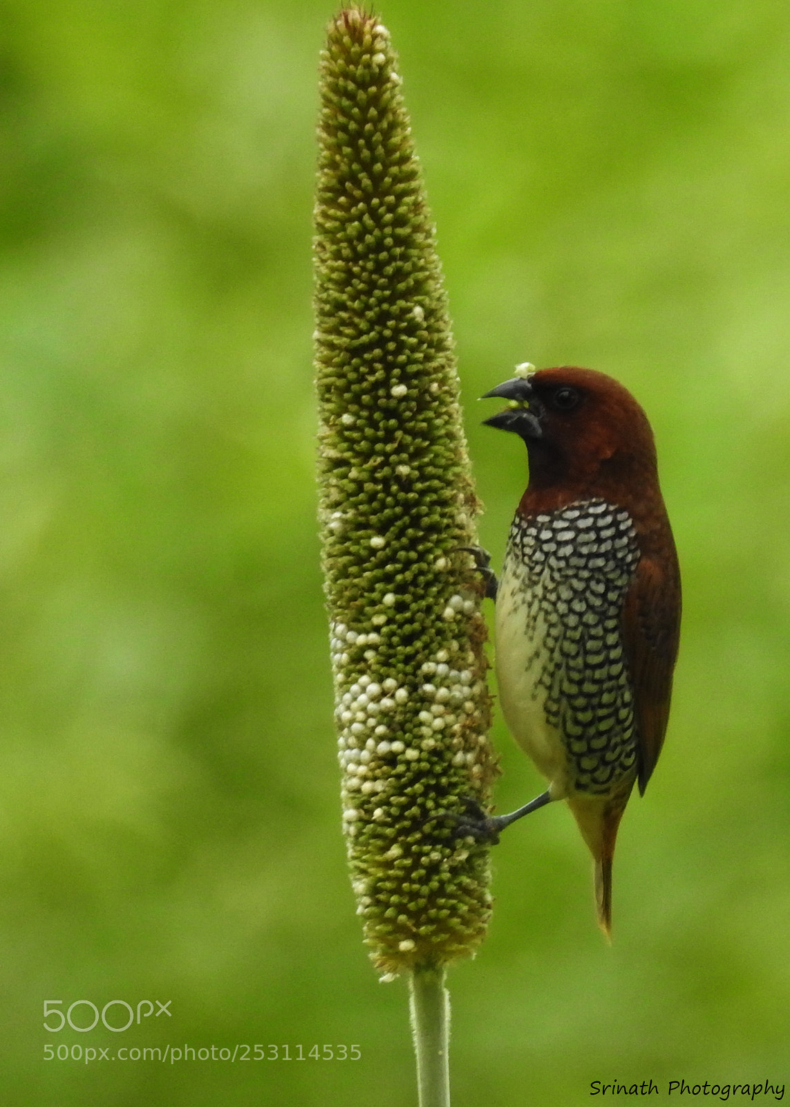 Nikon Coolpix P900 sample photo. Scaly breasted munia photography