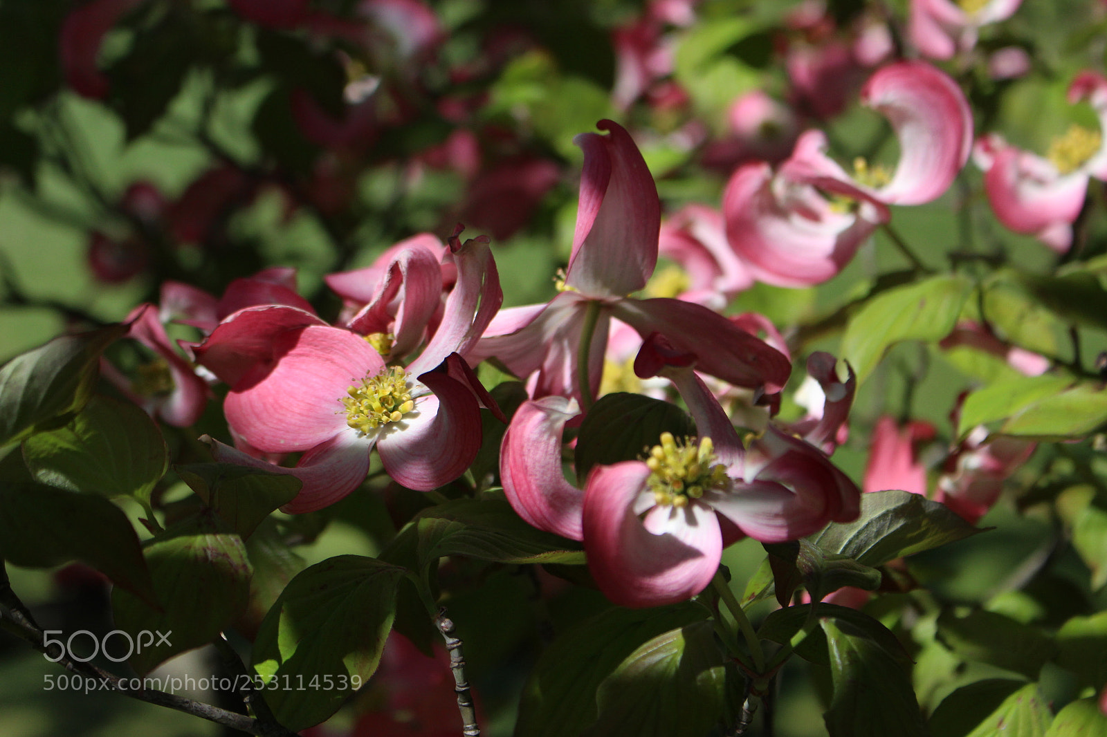 Canon EOS 700D (EOS Rebel T5i / EOS Kiss X7i) sample photo. Cake photography