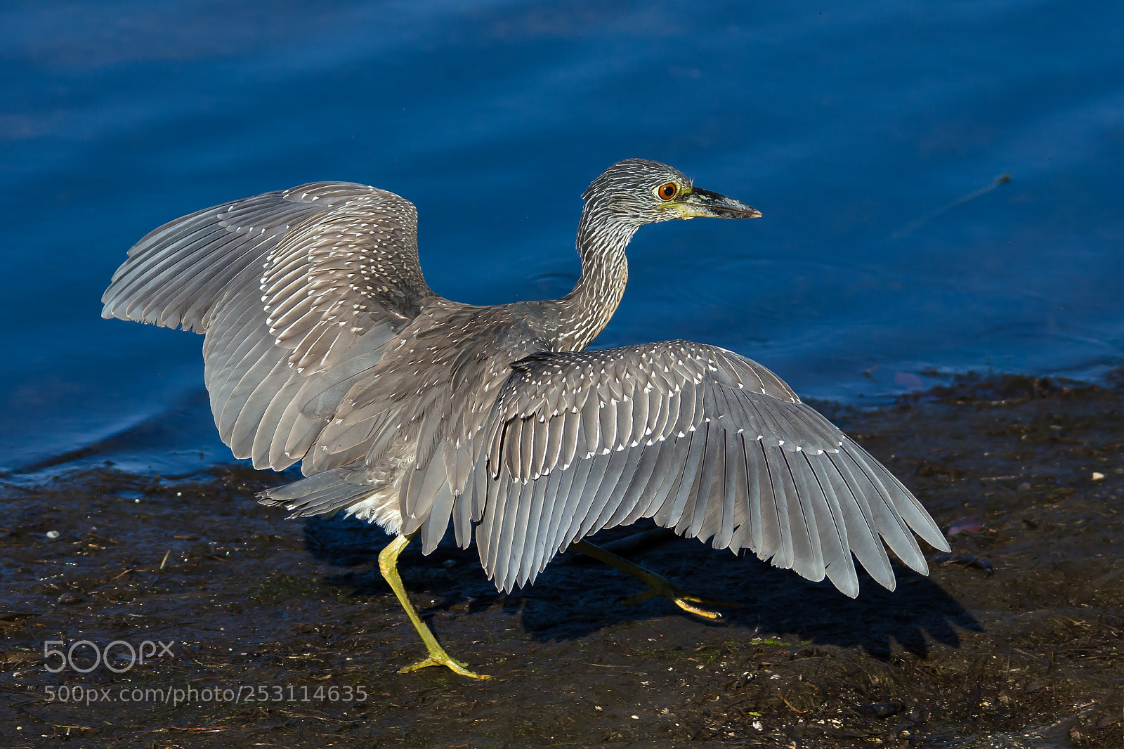 Nikon D7000 sample photo. Night heron express photography