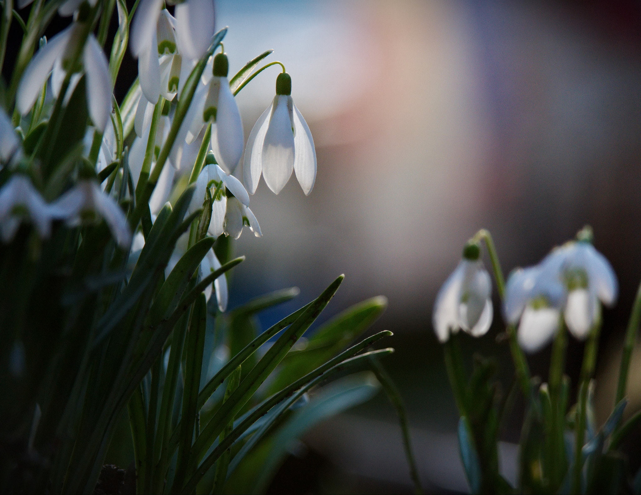 Samsung NX20 sample photo. Spring photography