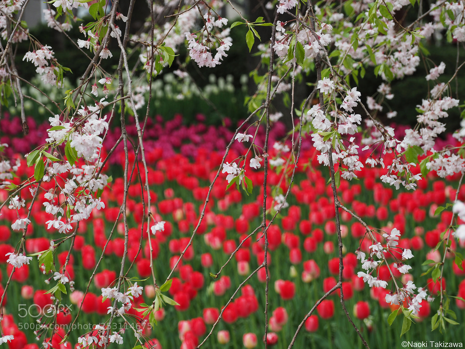 Olympus OM-D E-M1 Mark II sample photo. Spring scene photography