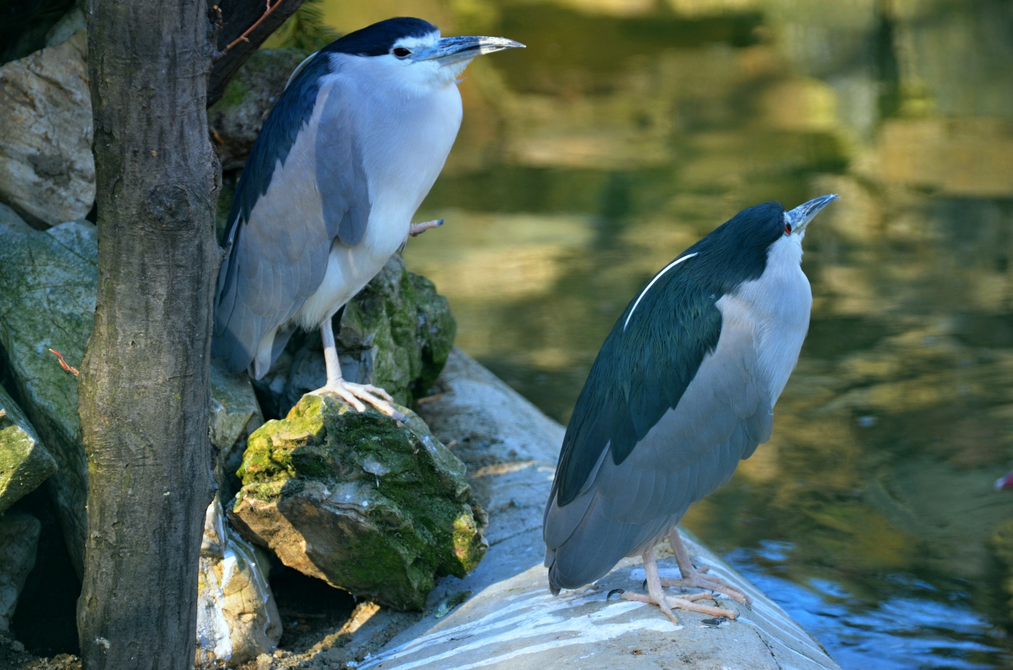 Nikon D7000 sample photo. Birds photography