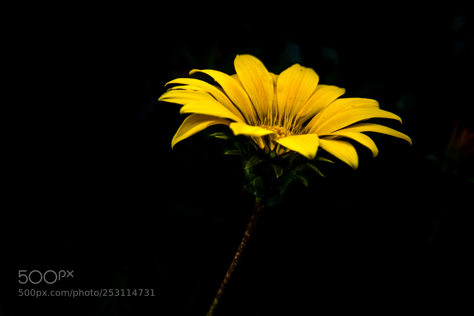 Nikon D5200 sample photo. Yellow flower photography