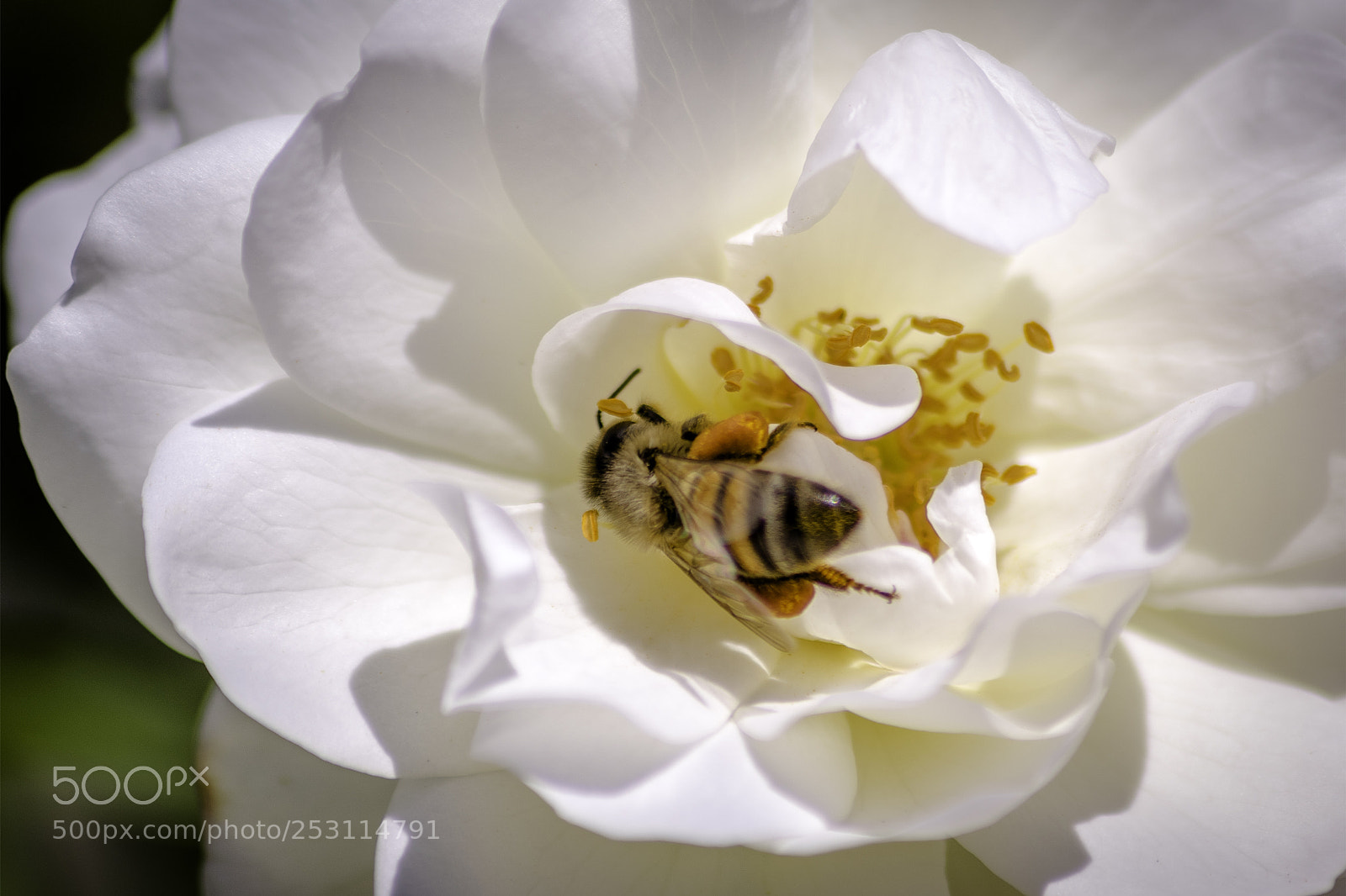 Nikon D3300 sample photo. Bee white flower photography