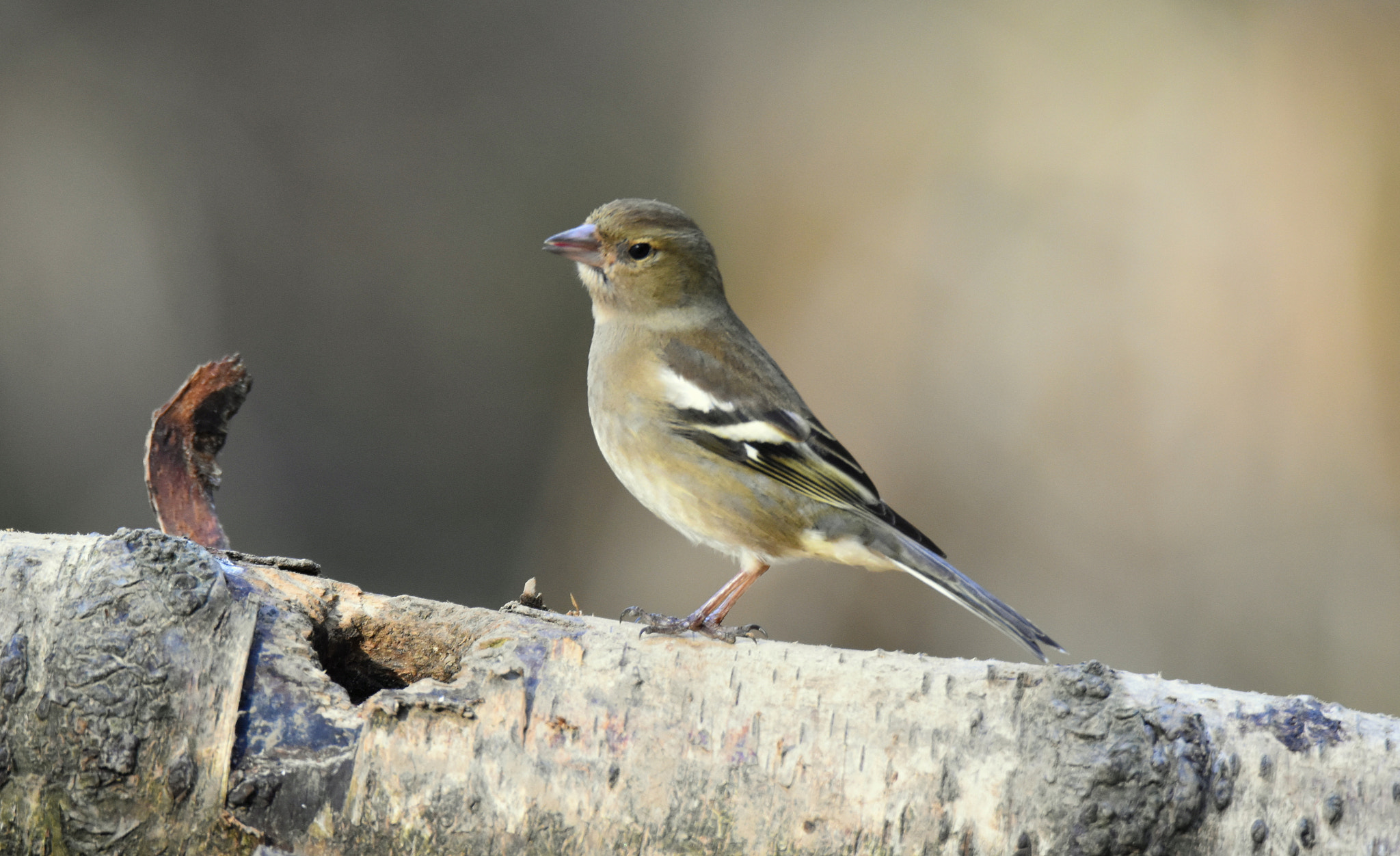 Nikon D5500 sample photo. Delicate bird photography