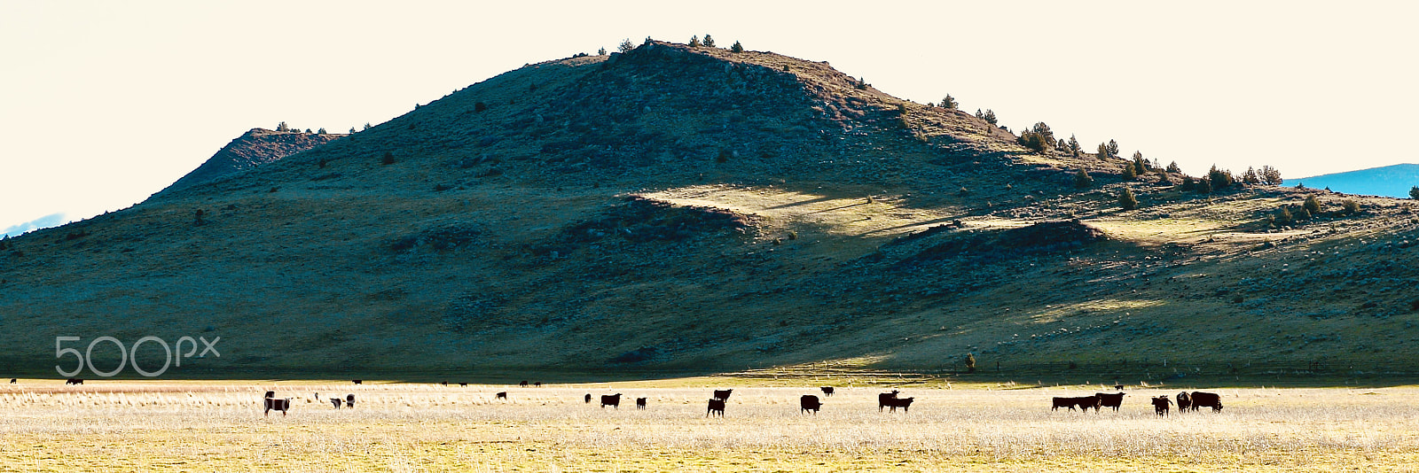 Canon EOS 7D Mark II sample photo. Light on the herd 1 photography