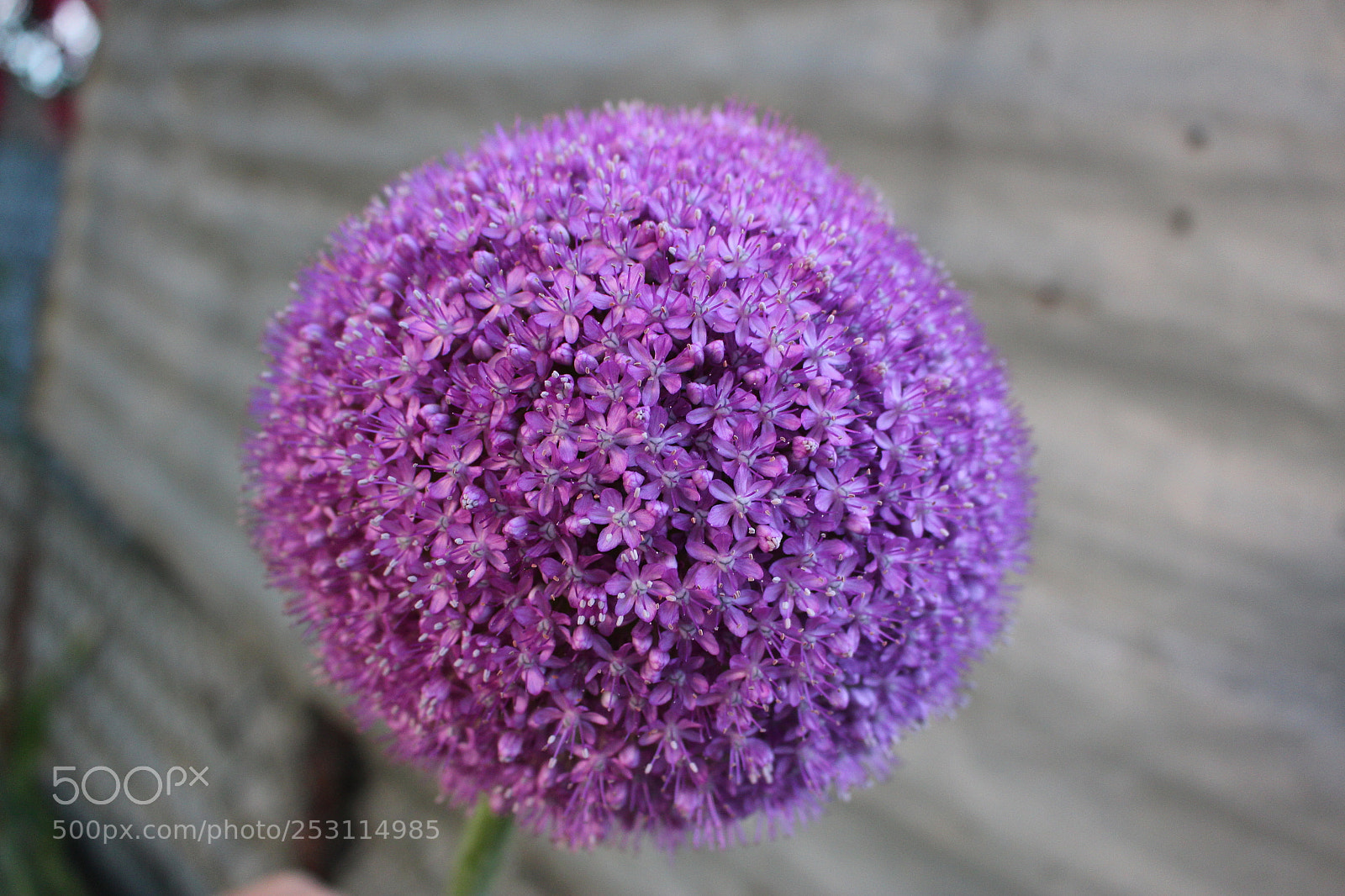Canon EOS 700D (EOS Rebel T5i / EOS Kiss X7i) sample photo. Cake photography