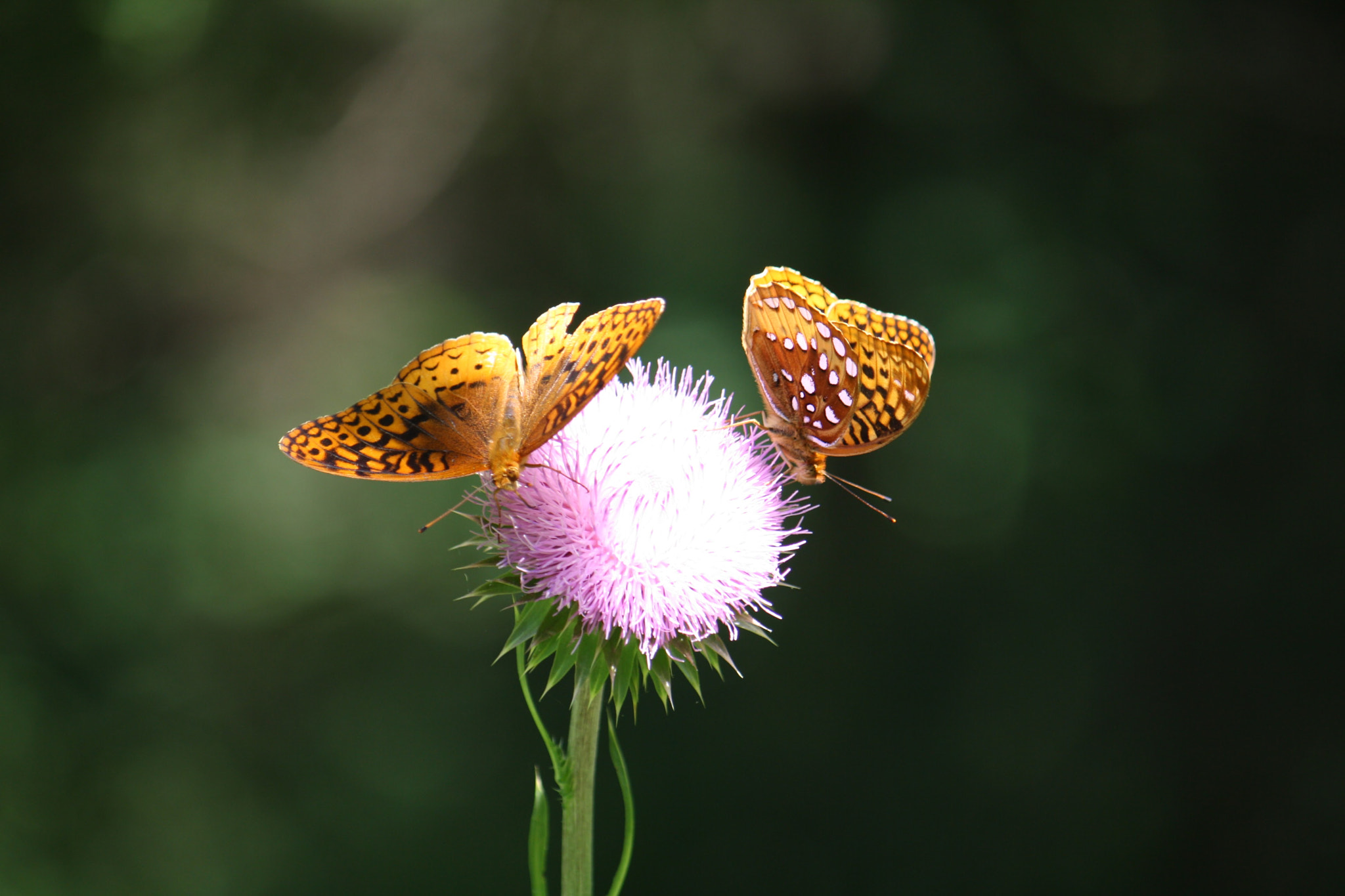 Canon EF-S 55-250mm F4-5.6 IS sample photo. Img photography