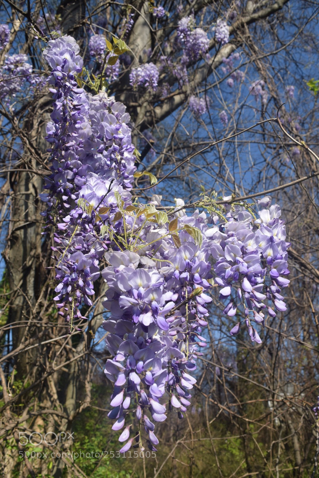 Nikon D3300 sample photo. Wisteria photography