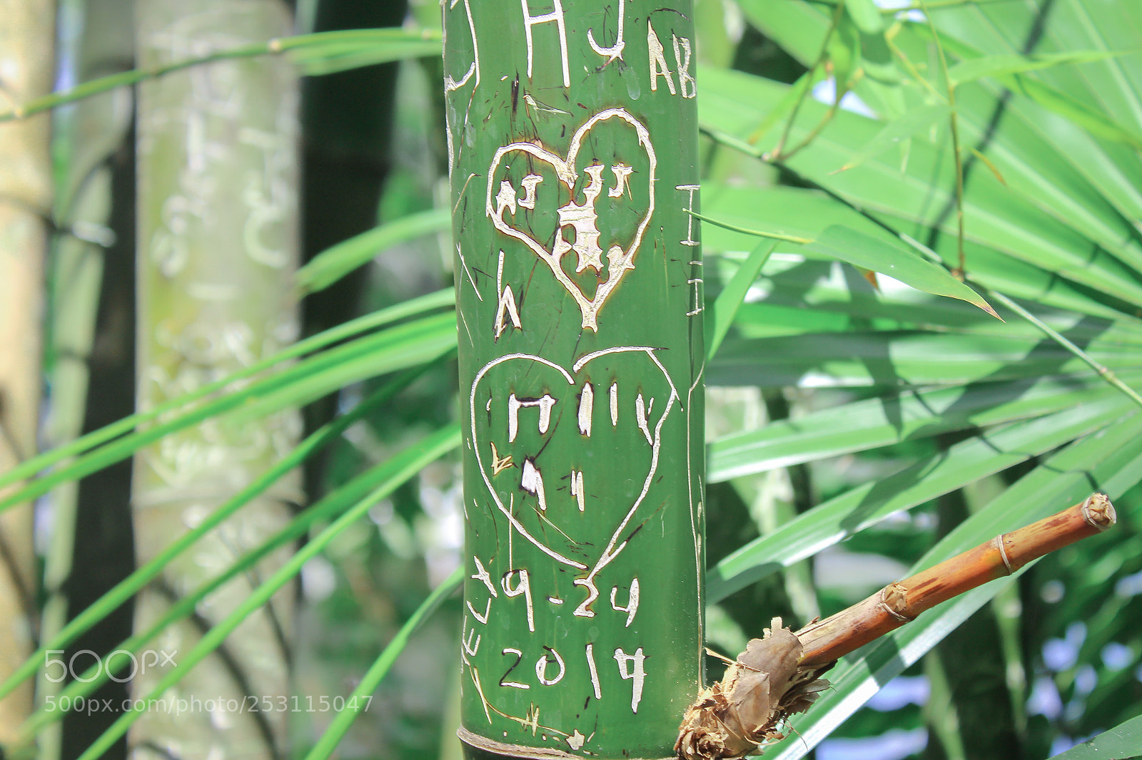Canon EOS 1300D (EOS Rebel T6 / EOS Kiss X80) sample photo. Bamboo with heart  photography