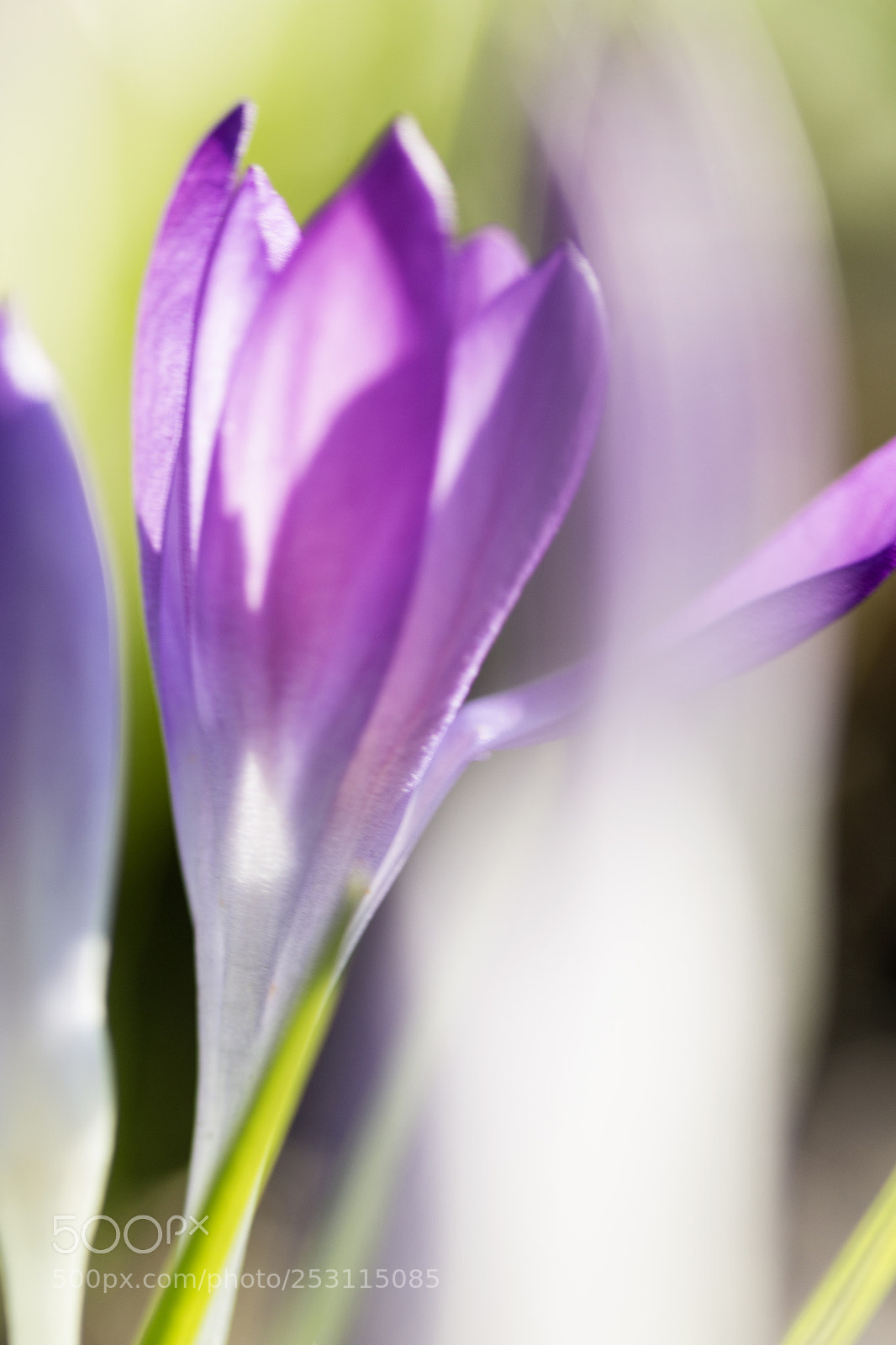 Canon EOS 700D (EOS Rebel T5i / EOS Kiss X7i) sample photo. Crocus photography