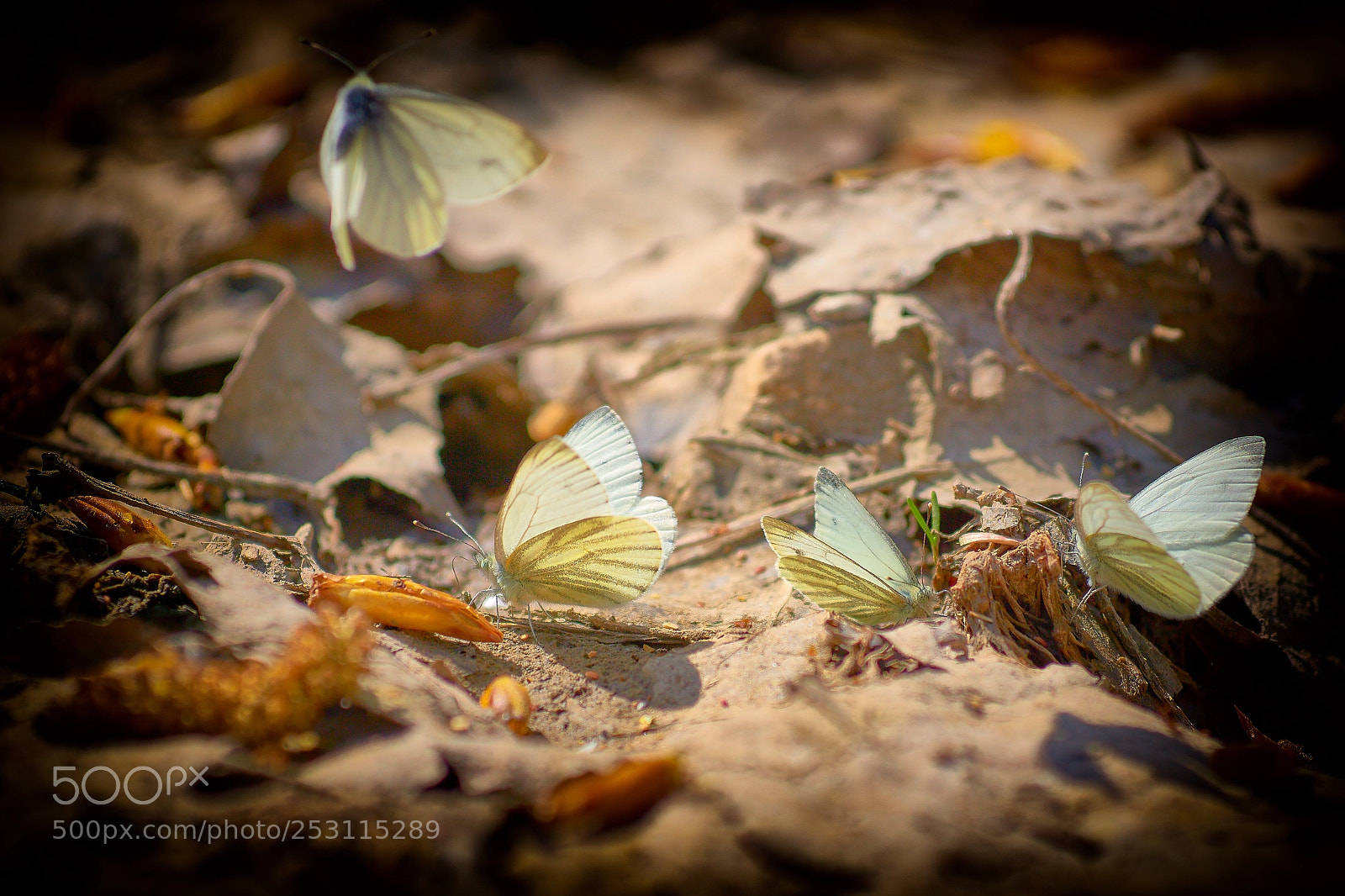 Sony a6000 sample photo. Butterflies photography