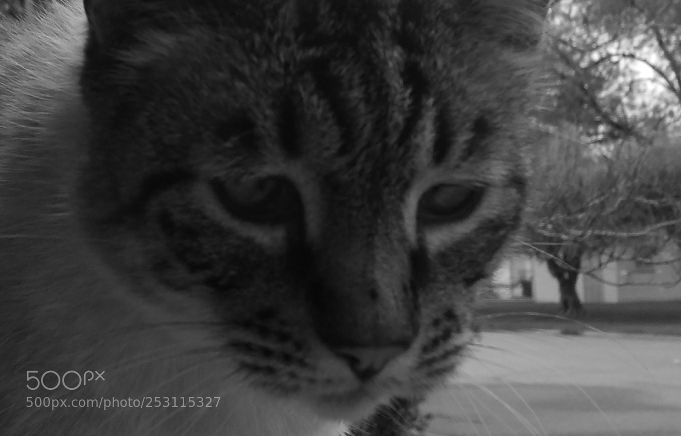 Samsung Galaxy Note4 sample photo. Getting catty photography
