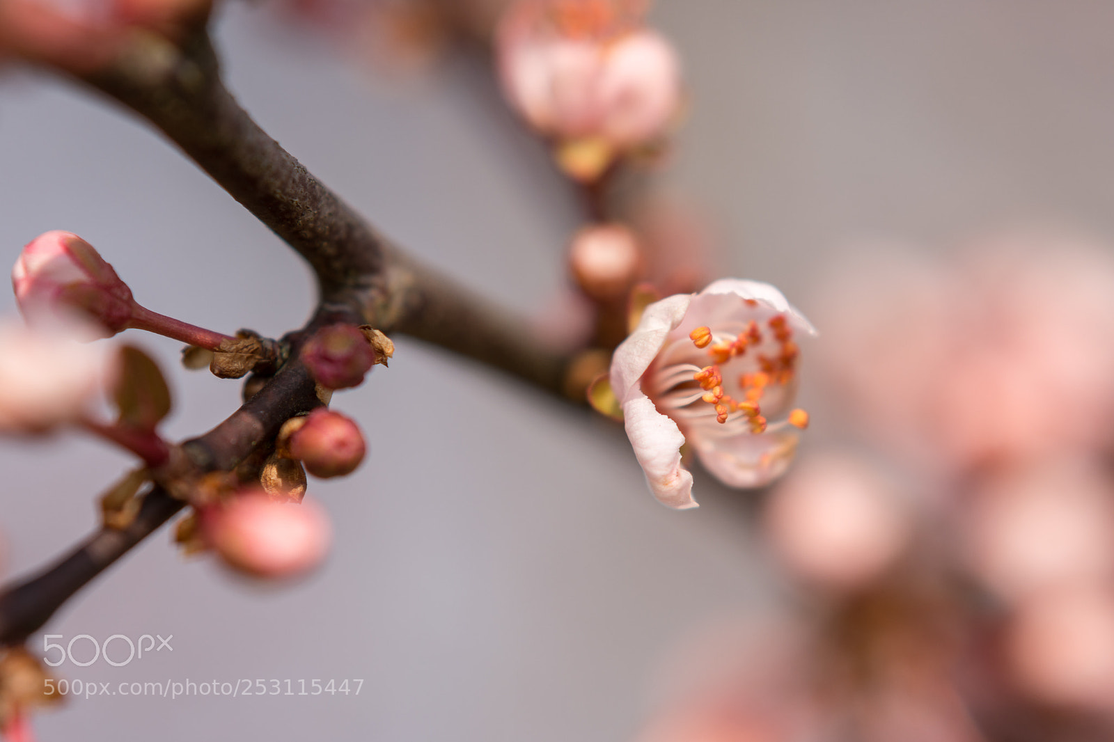 Nikon D7200 sample photo. Spring blossoms photography