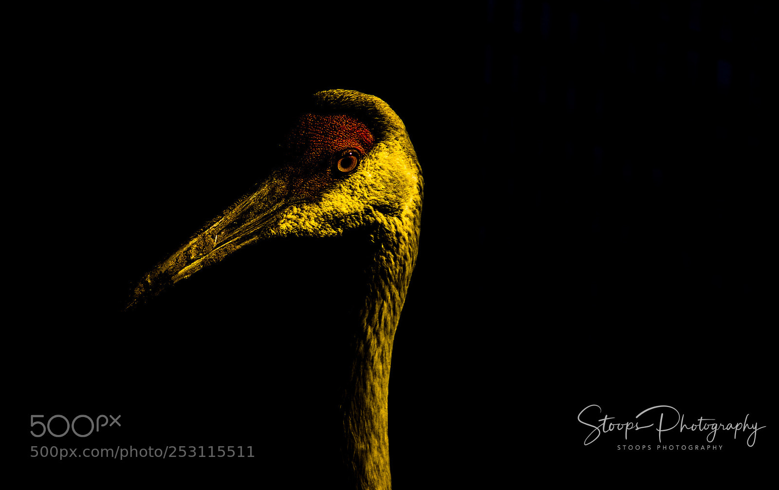 Canon EOS 80D sample photo. In the dark edited photography