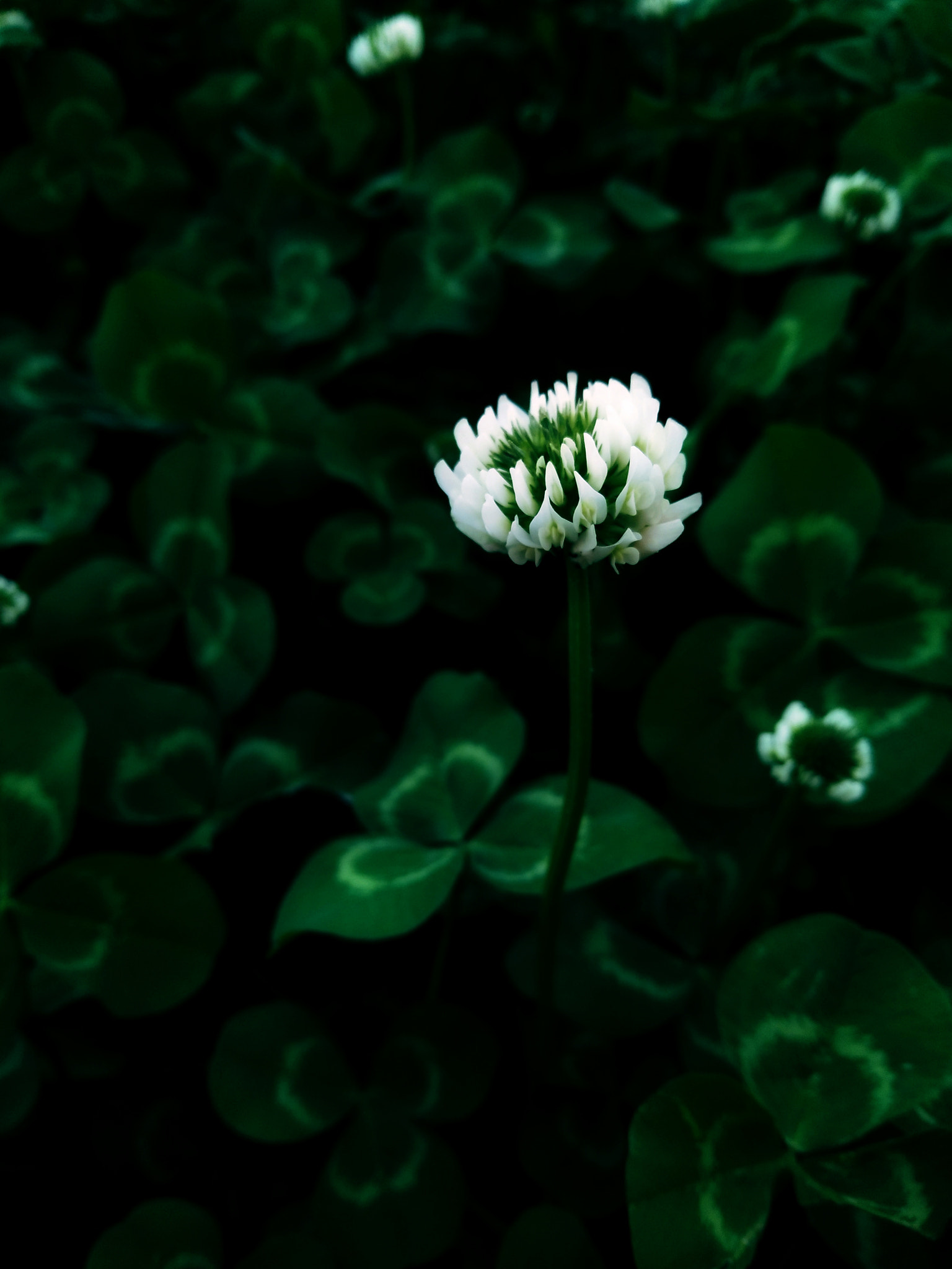 vivo X9 sample photo. Clover photography