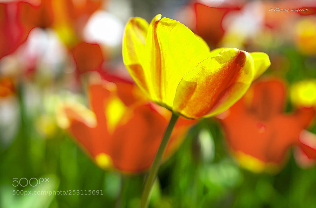 Nikon D7200 sample photo. The harlequin colors of photography