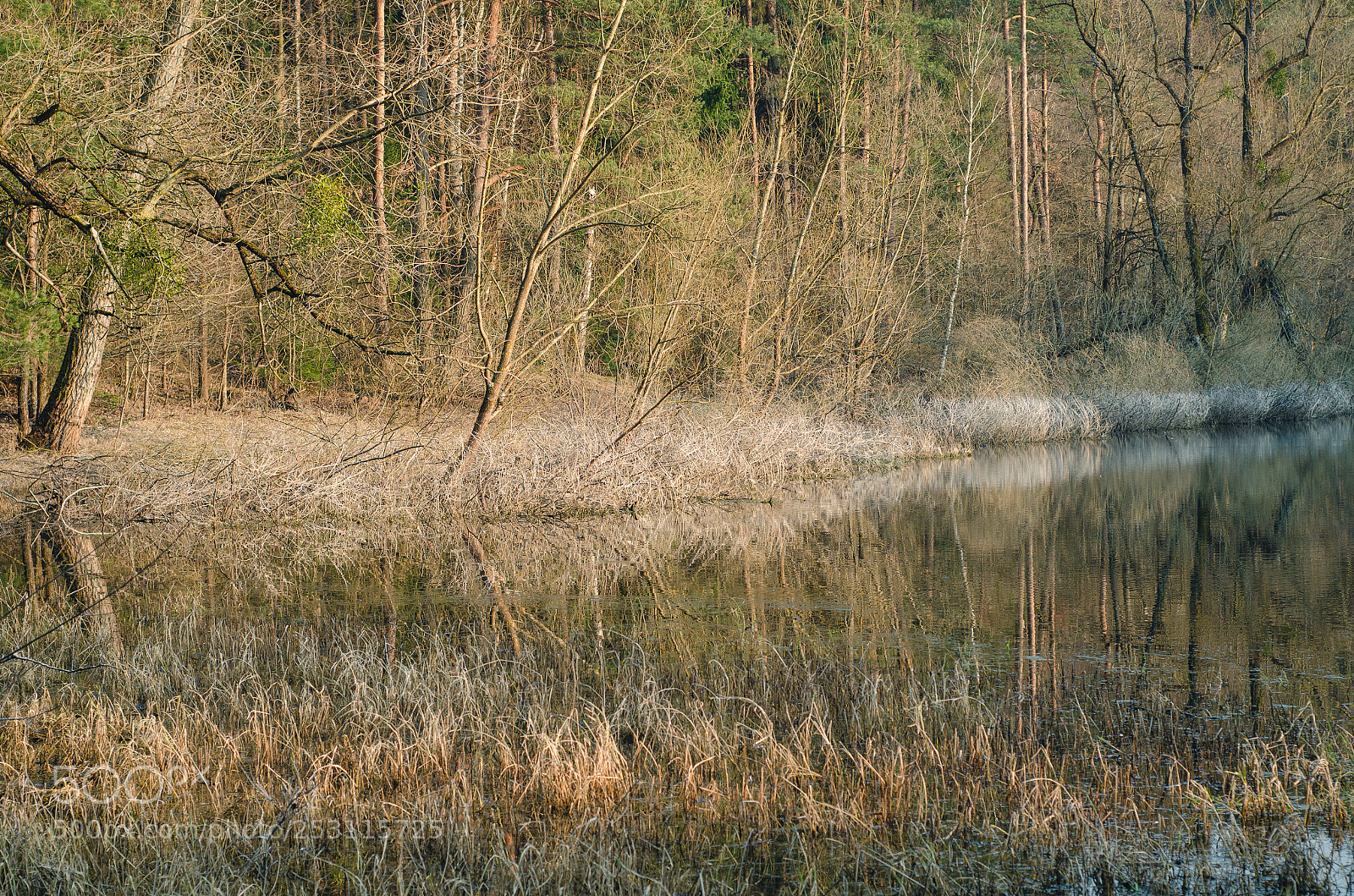 Nikon D7000 sample photo. Lake in forest photography