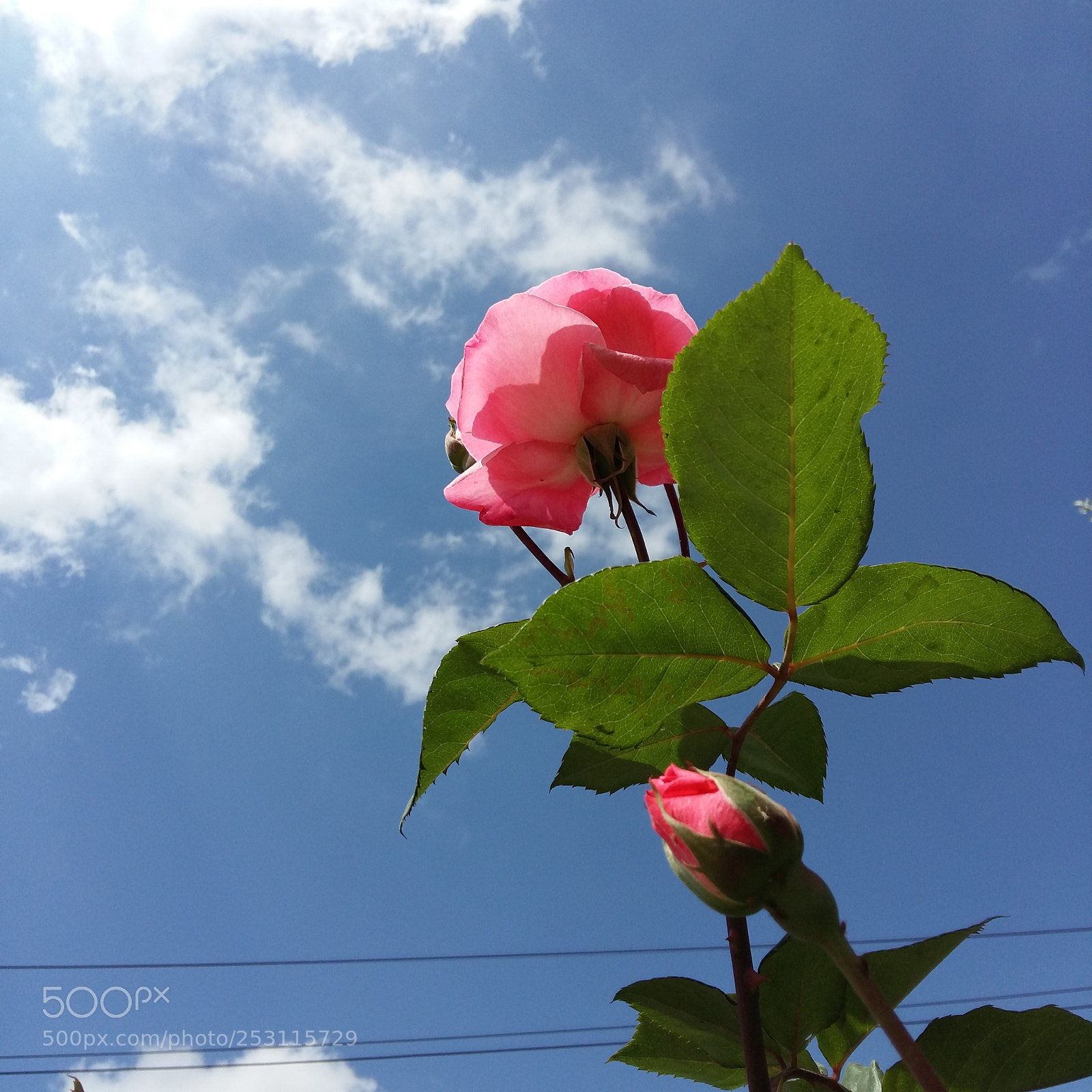 Samsung Galaxy A5 sample photo. Untitled photography