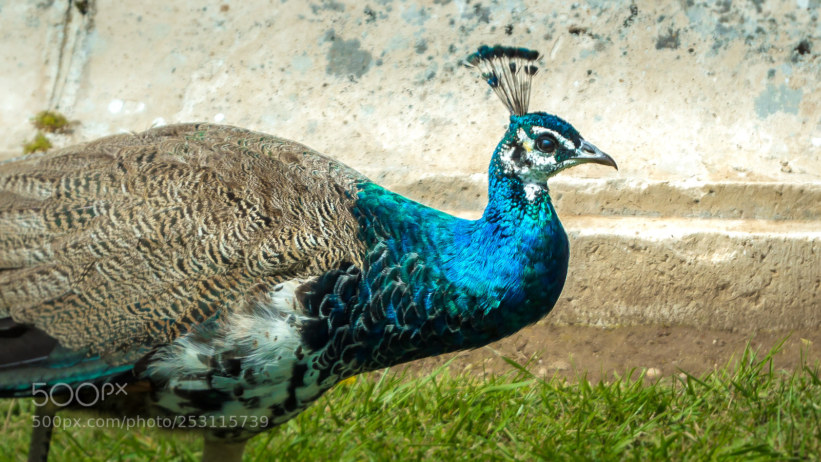 Nikon D3200 sample photo. Peacock photography