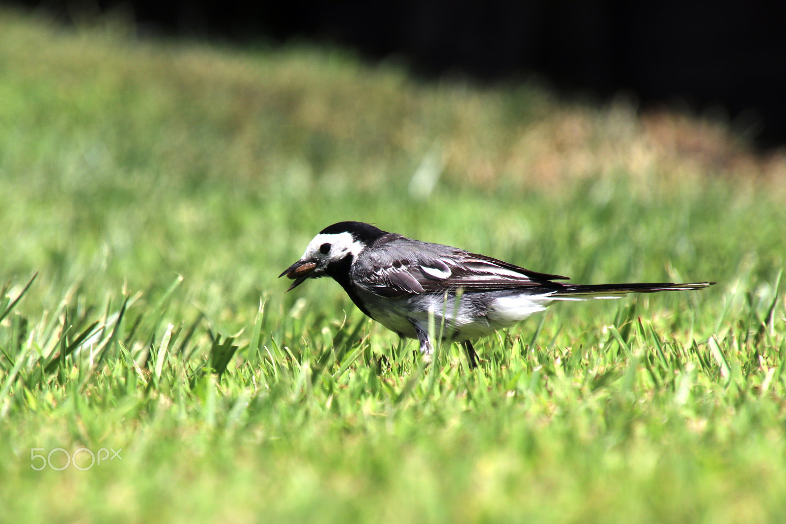 Canon EOS 80D sample photo. Motacilla alba photography