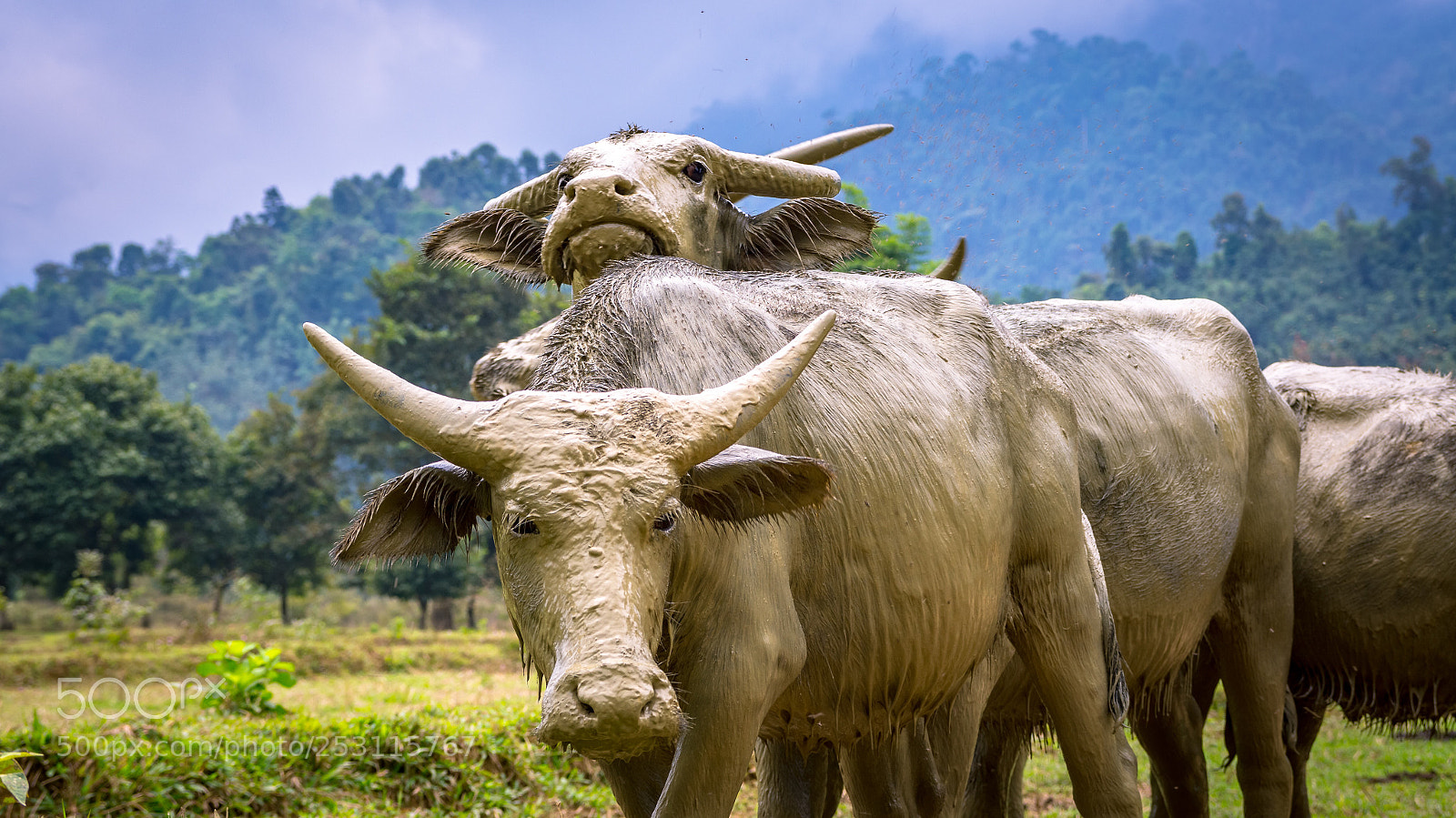 Sony SLT-A55 (SLT-A55V) sample photo. Bulls of laos photography