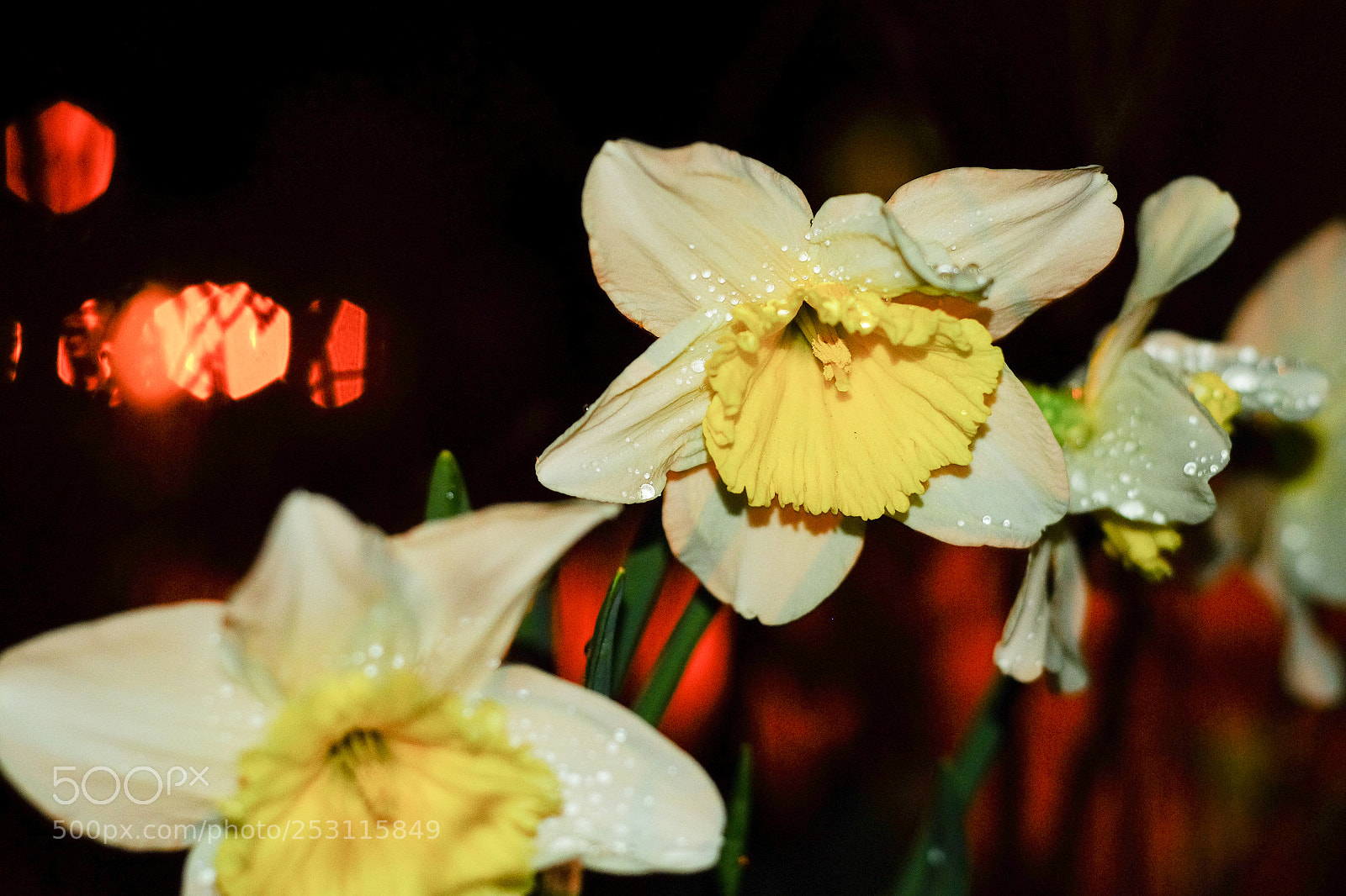 Fujifilm X-T10 sample photo. Flower of the night photography