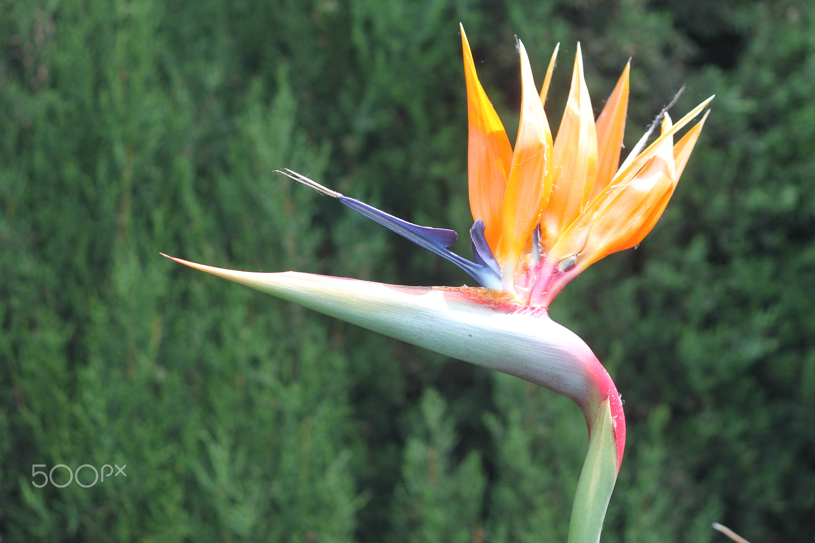 Canon EF-S 55-250mm F4-5.6 IS sample photo. Sterilitzia reginae photography