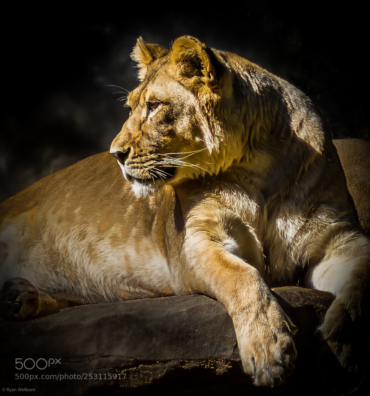 Nikon D7200 sample photo. Lion photography