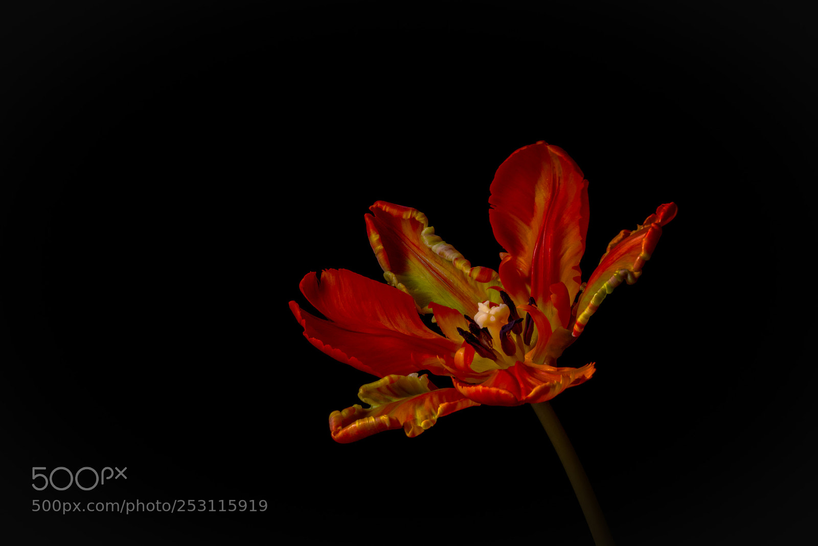 Sony a7R II sample photo. Tulipa gesneriana photography