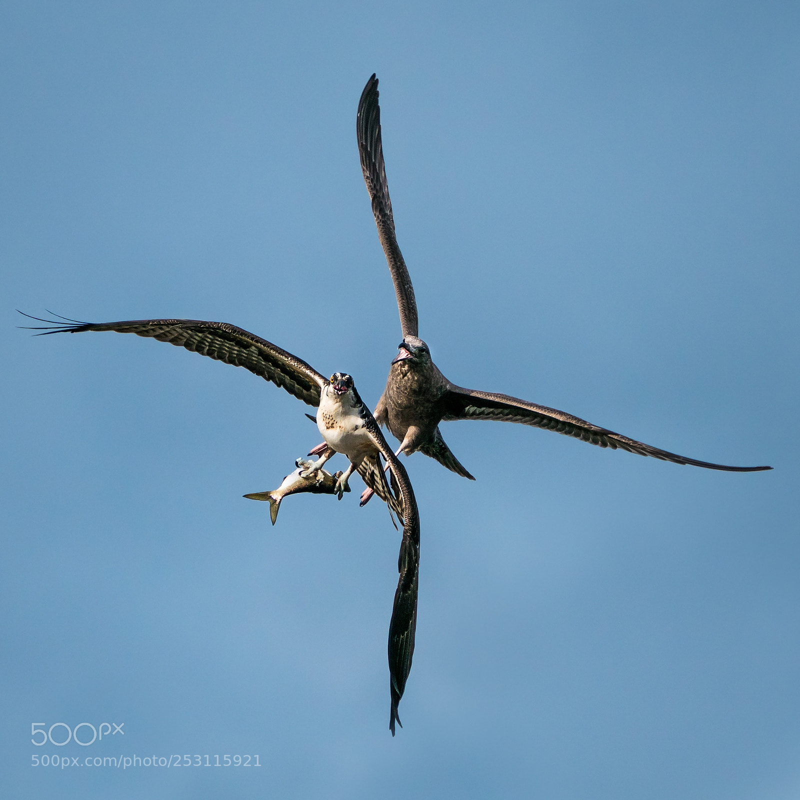 Sony a9 sample photo. Osprey vs. gull iv photography