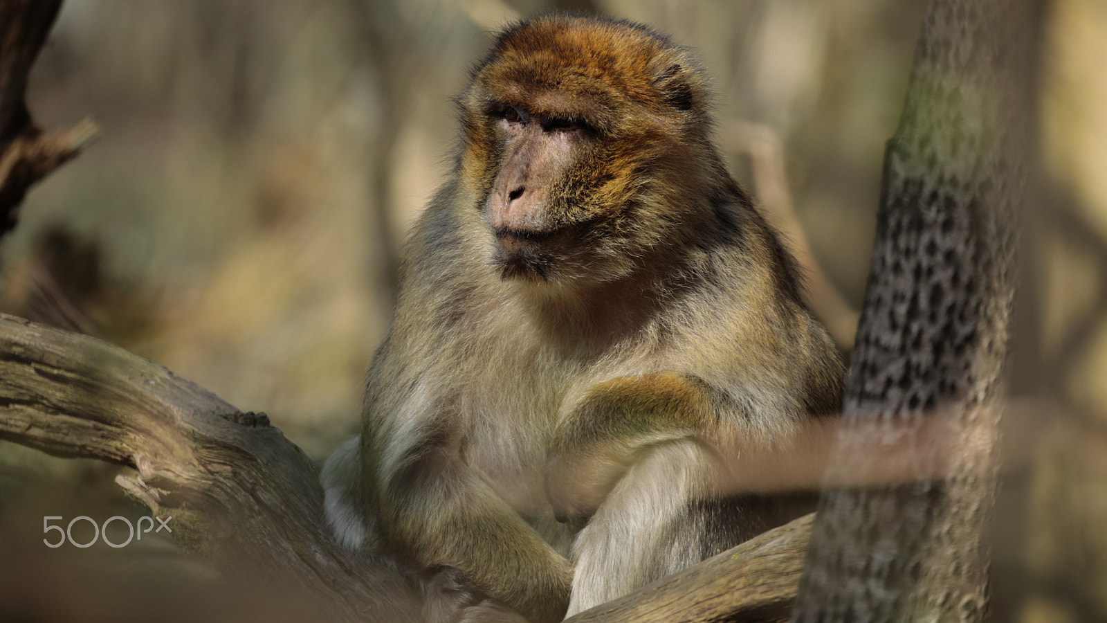 Canon EOS 5D Mark IV + Canon EF 100-400mm F4.5-5.6L IS USM sample photo. Songeur photography