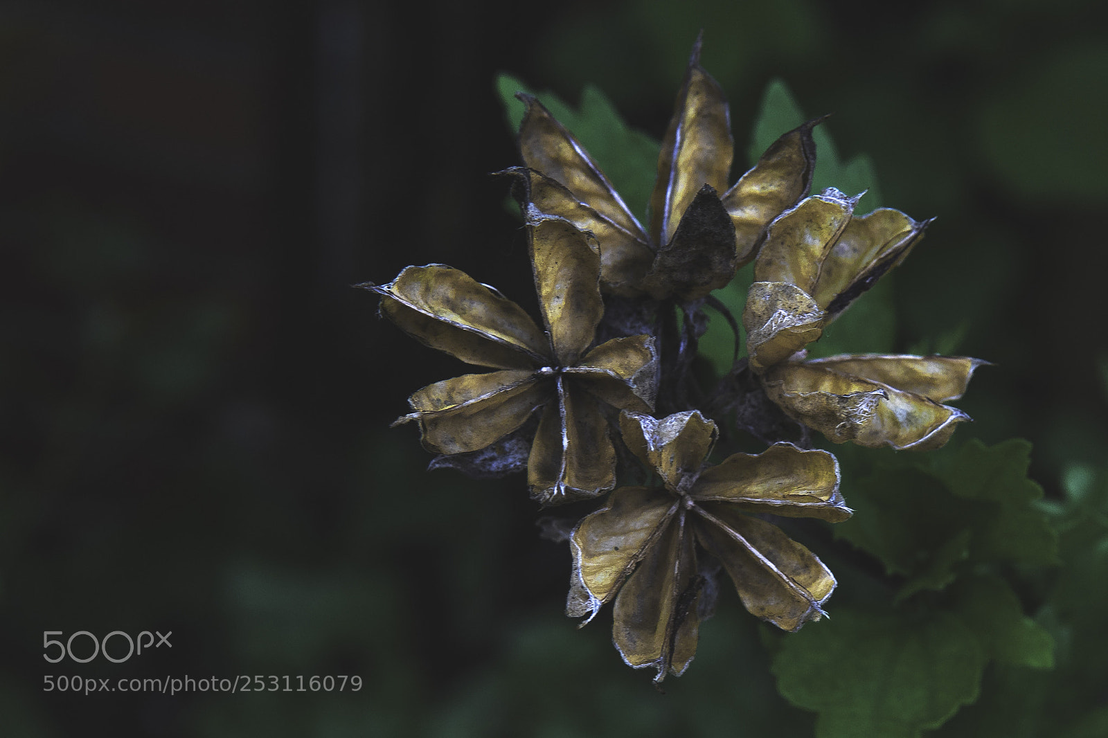 Sony a6300 sample photo. Orange flower photography