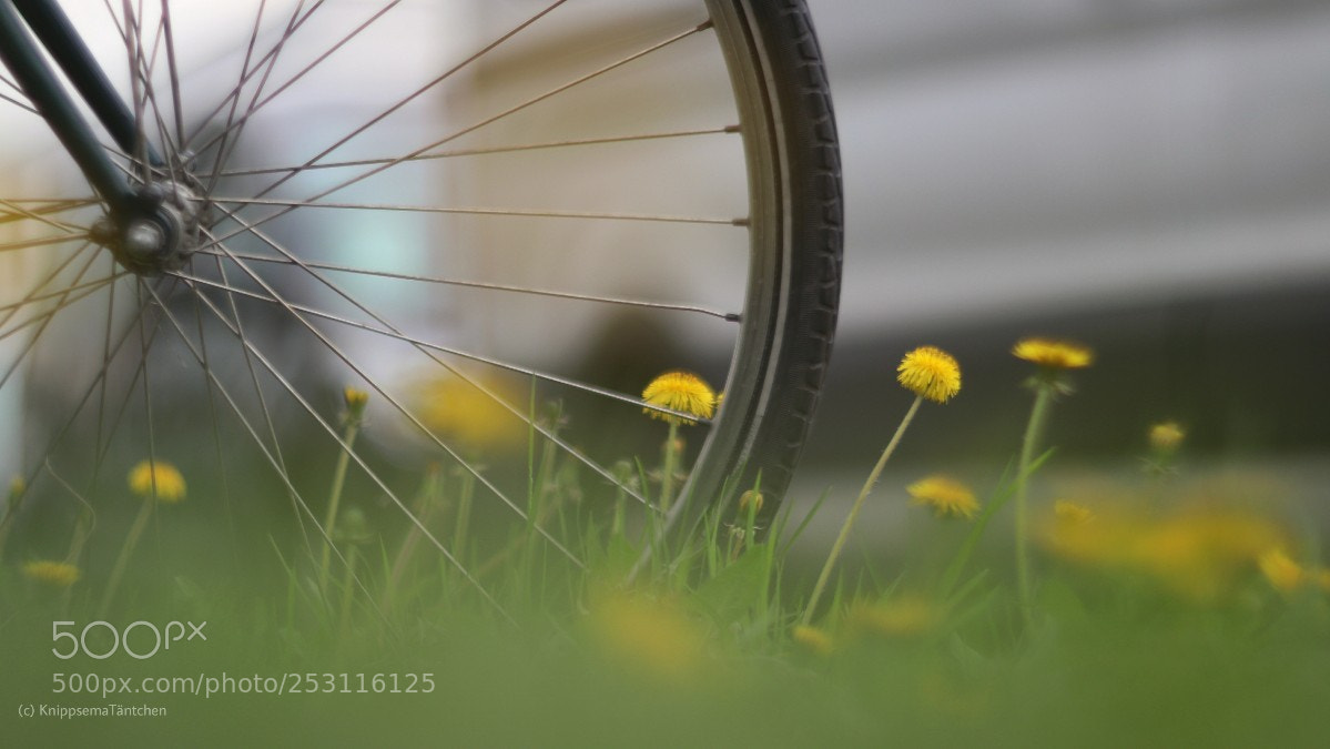 Canon EOS 80D sample photo. ... urban nature. photography