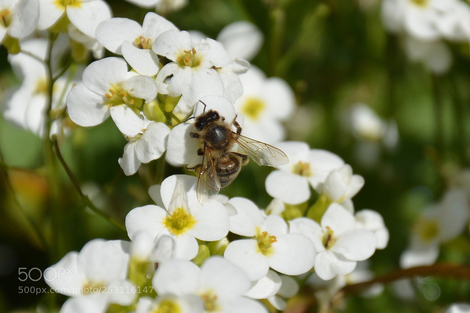 Nikon D7100 sample photo. Bee photography